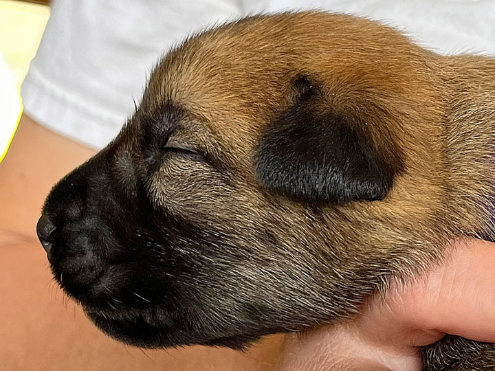 chinook puppy